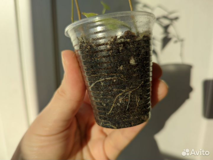 Фикус Кинки