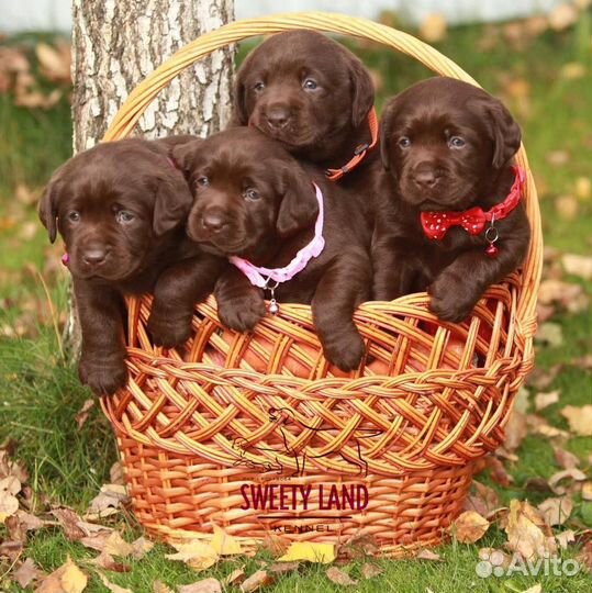 Щенки Лабрадора из племенного питомника РКФ/FCI
