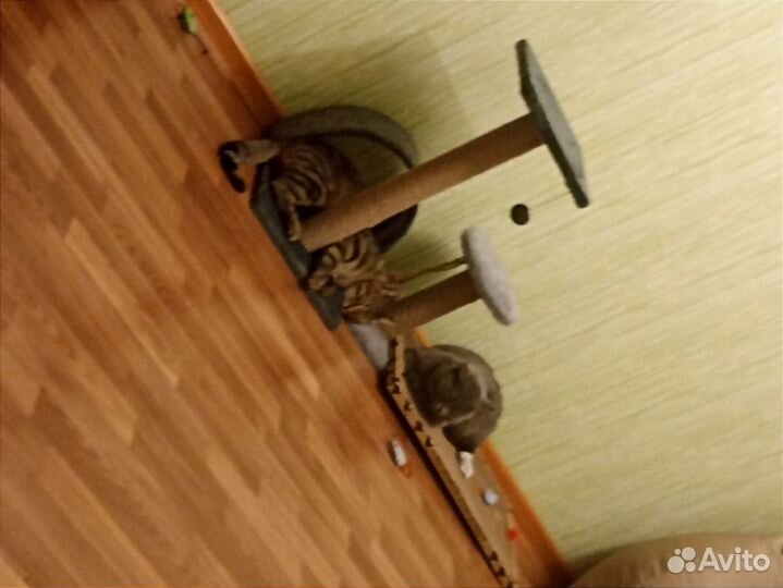 Британский кот