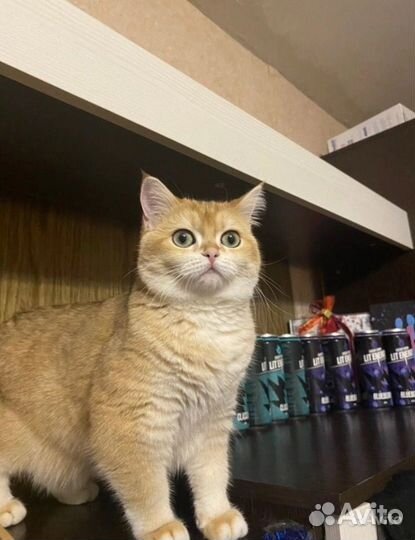 Британская золотая шиншилла ny12