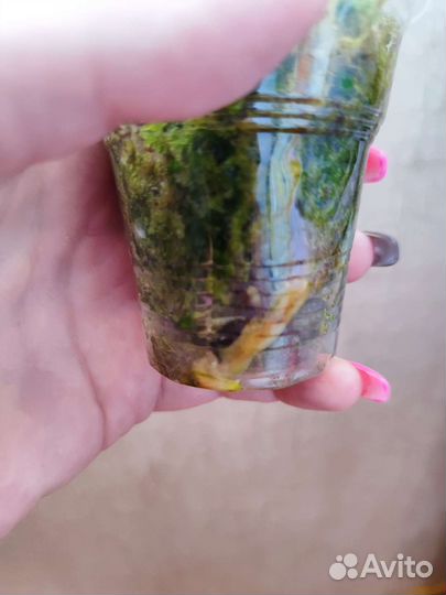 Филодендрон Т 31 вариегатный