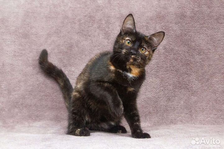 Котёнок, малышка черепашка ищет семью