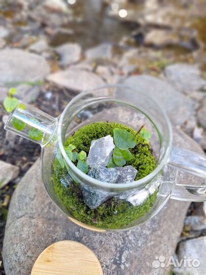 Флорариум Медитация/Зеленый чай