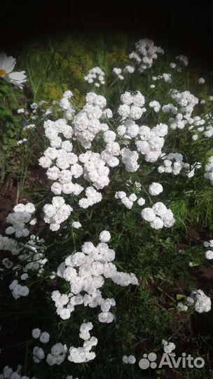 Садовые, многолетние растения