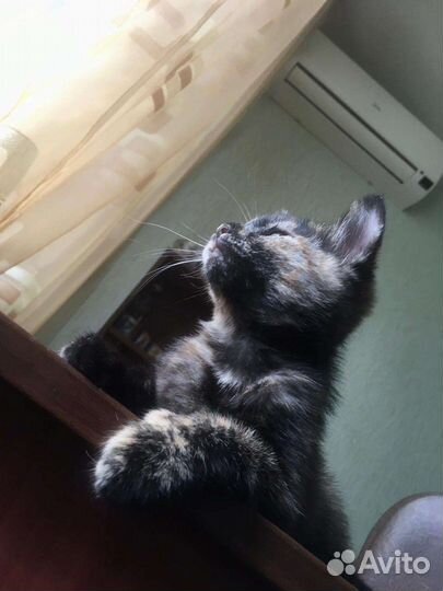 Котята-девчата. 2,5 месяца. Стерилизация в подарок