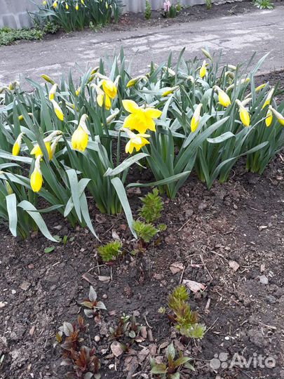 Нарцисс с луковицей