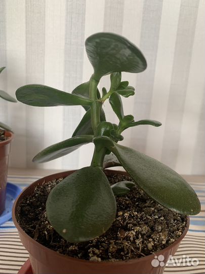Толстянка денежное дерево
