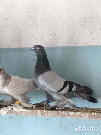 Продажа голубей