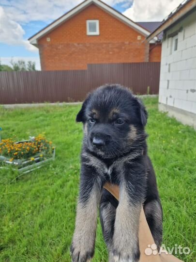 Восточно европейская овчарка