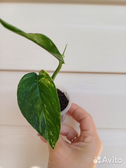 Филодендрон мамей classic