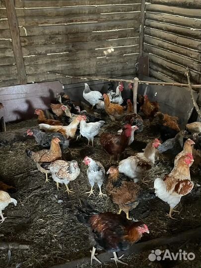 Молодые петушки