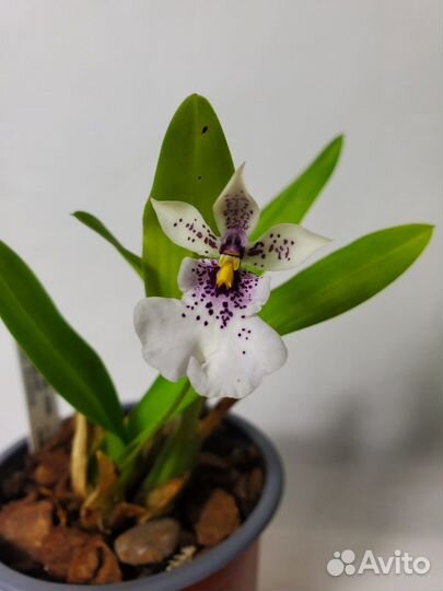 Редкая орхидея caucaea phalaenopsis