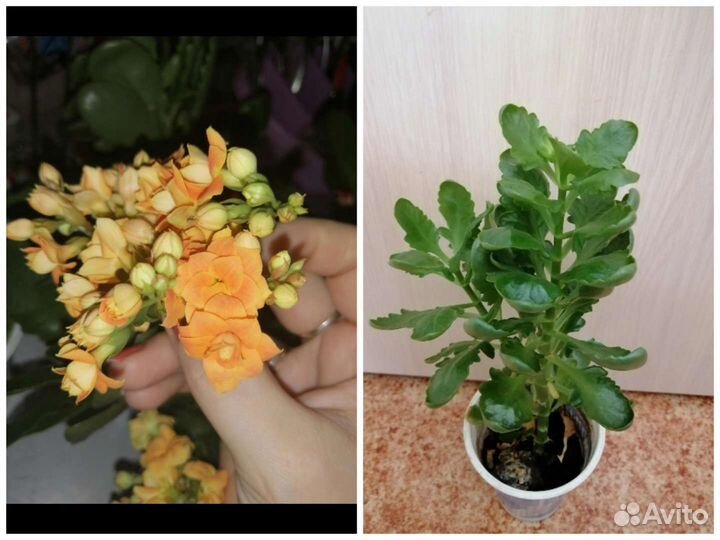 Комнатные растения