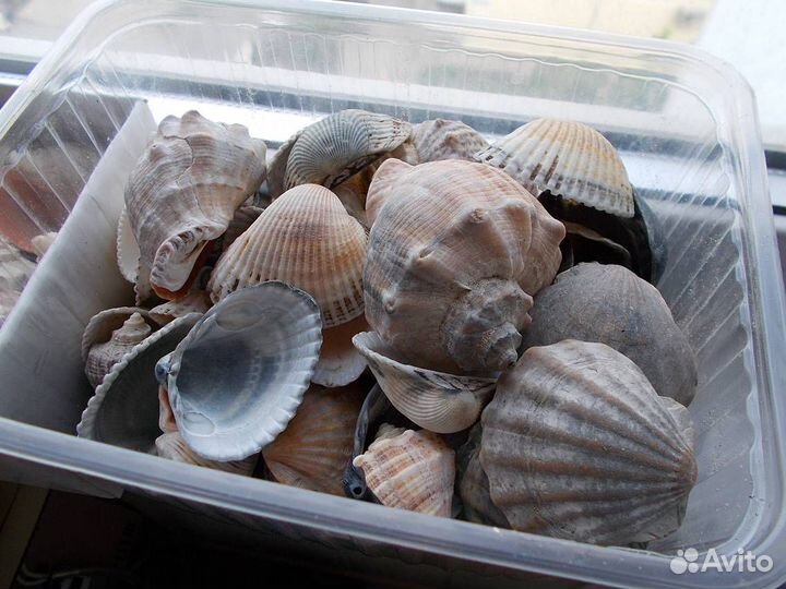 Ракушки с черноморского побережья