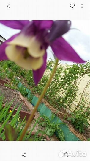 Многолетние садовые цветы