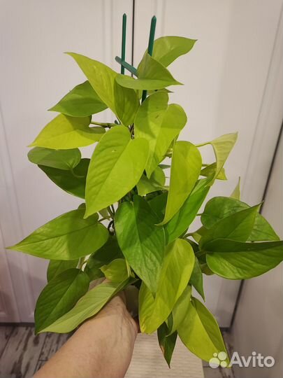 Домашние растения цветы