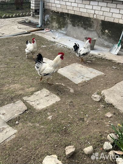 Петухи молодые