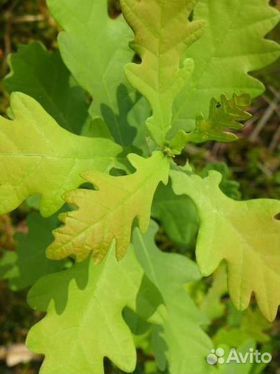 Дуб черешчатый