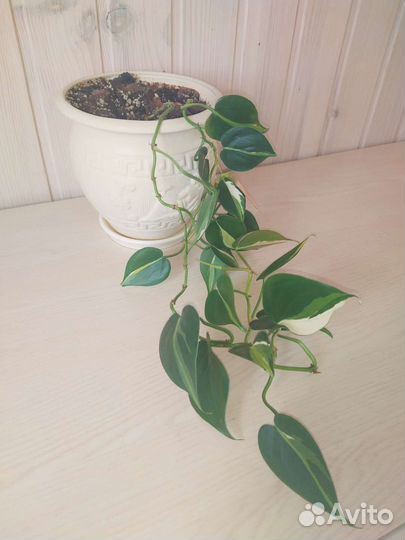 Филодендрон Медиопикта (триколор)