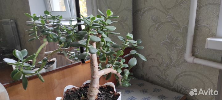 Денежное дерево толстянка