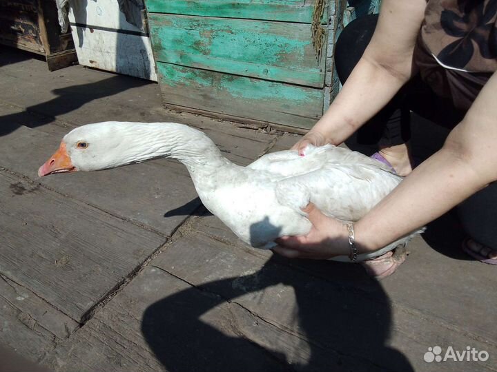 Гусак породы Линда