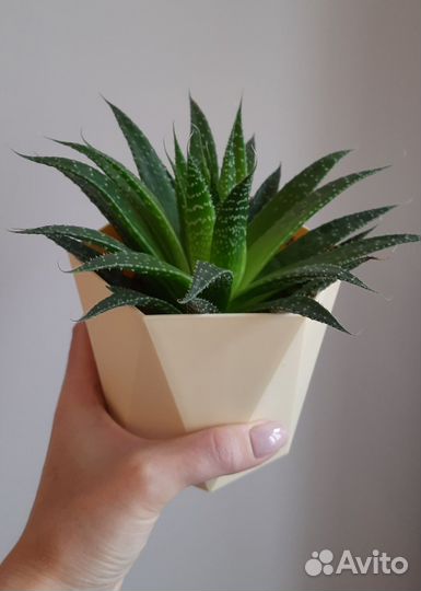 Алоэ остистое