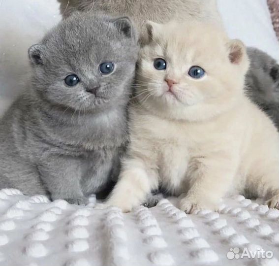 Шотландские котята