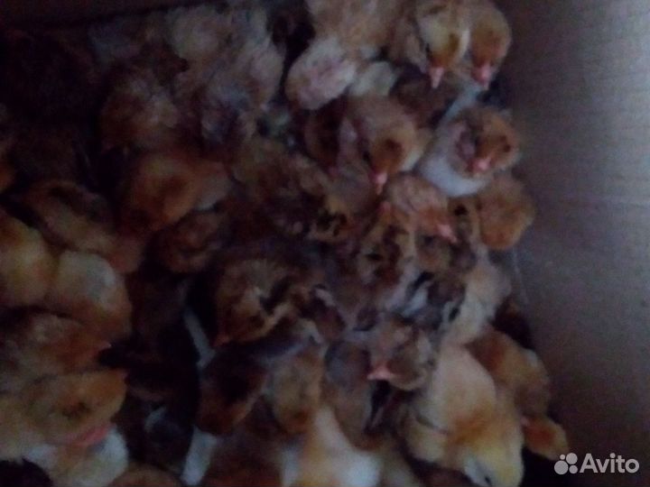 Цыплята Адлерской серебристой