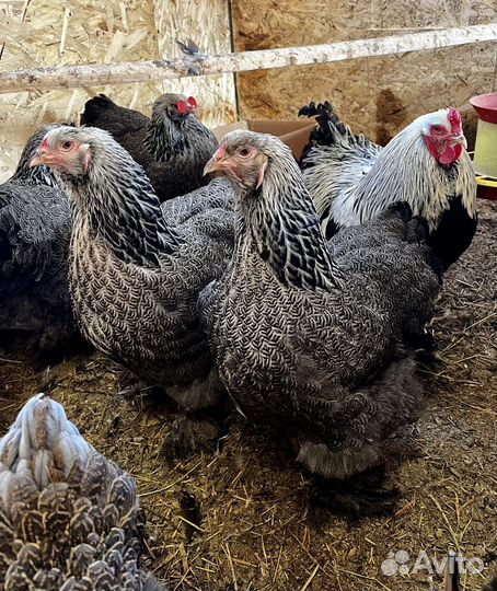 Инкубационное яйцо Брама