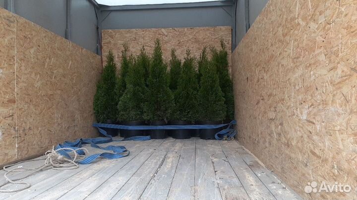 Туя смарагд экстра