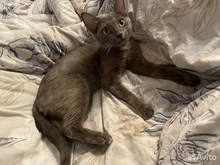 Кошечка в добрые руки