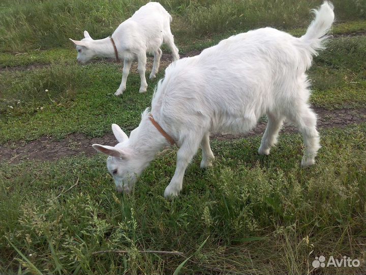 Зааненская коза, козлята