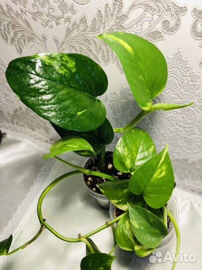 Эпипремнум сциндапсус