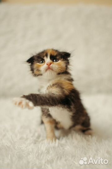 Котенок Лира