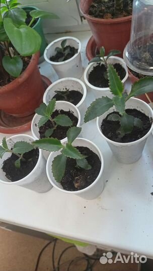 Каланхоэ лечебное