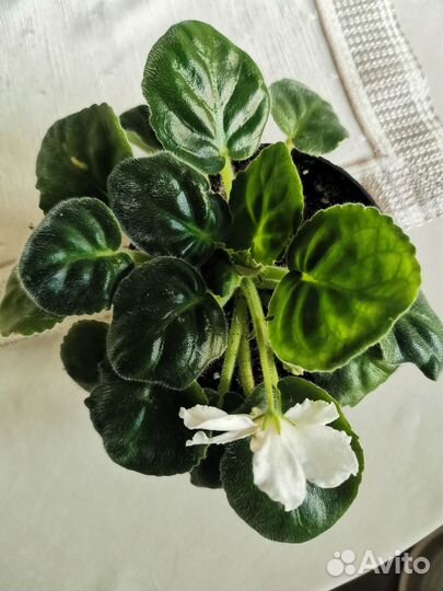 Цветущие фиалки