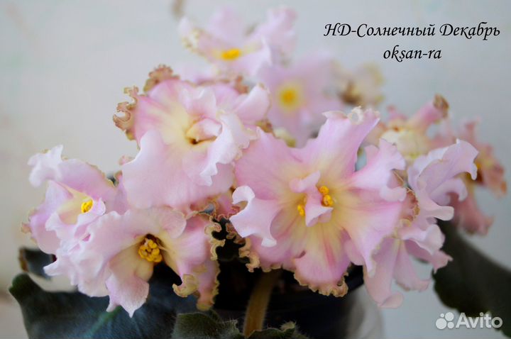 Фиалки детки