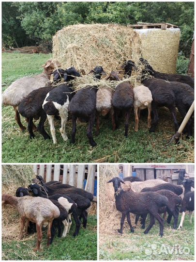 Барашки(эдильбаевские)