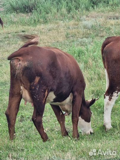 Корова с теленком