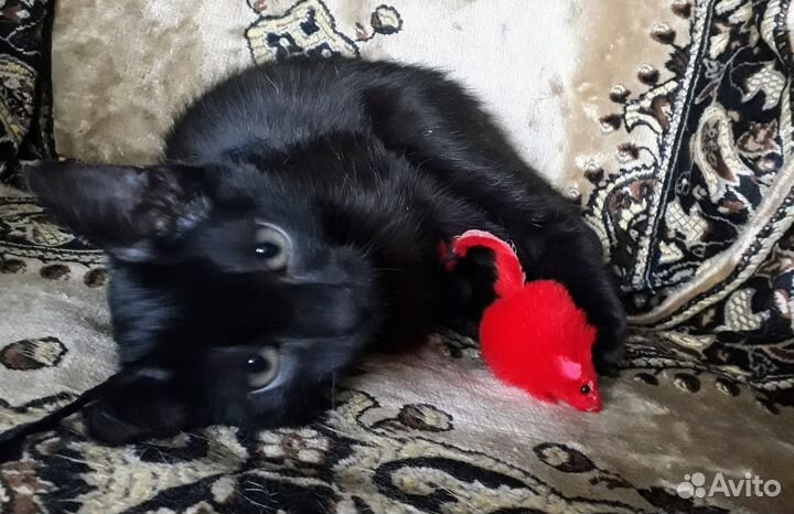Котенок мальчик ласкуша