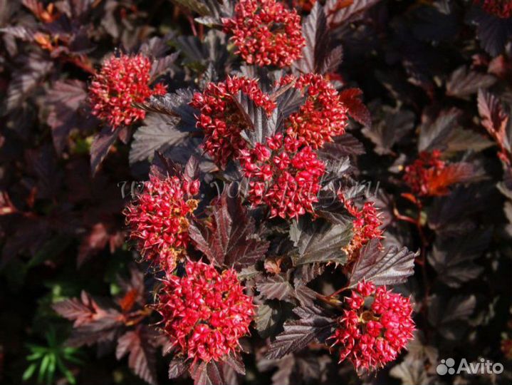 Саженцы пузыреплодника