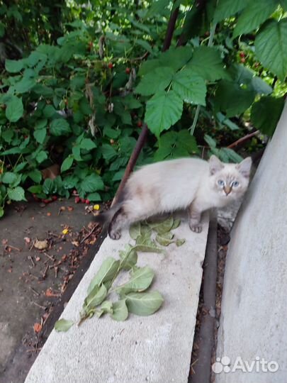 Отдадим бесплатно кошку и котят в добрые руки