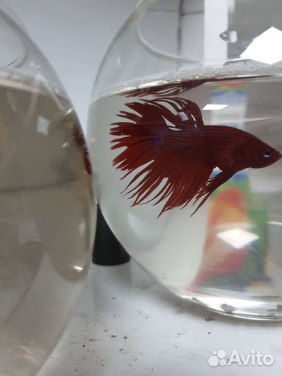 Рыбка петушок
