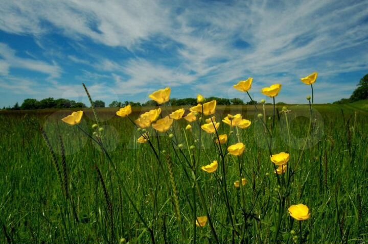 Участок 17,5 сот. (ИЖС)