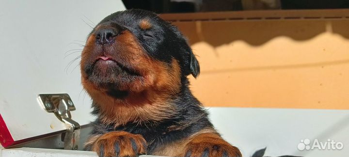 Продам щенков ротвейлера