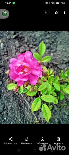 Садовые растения