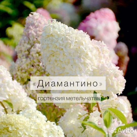 Гортензия метельчатая, годовалые саженцы