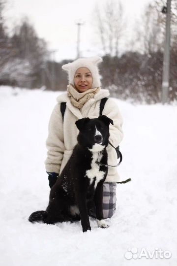 Собака в добрые руки