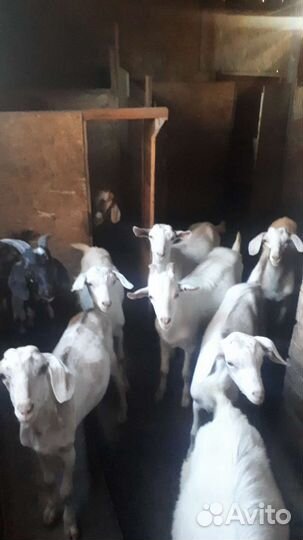 Козлики-1год.Козлята-6-7мес.Козы от года