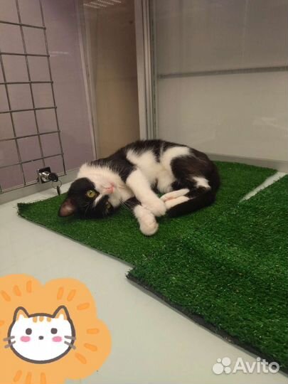 Кошка бесплатно